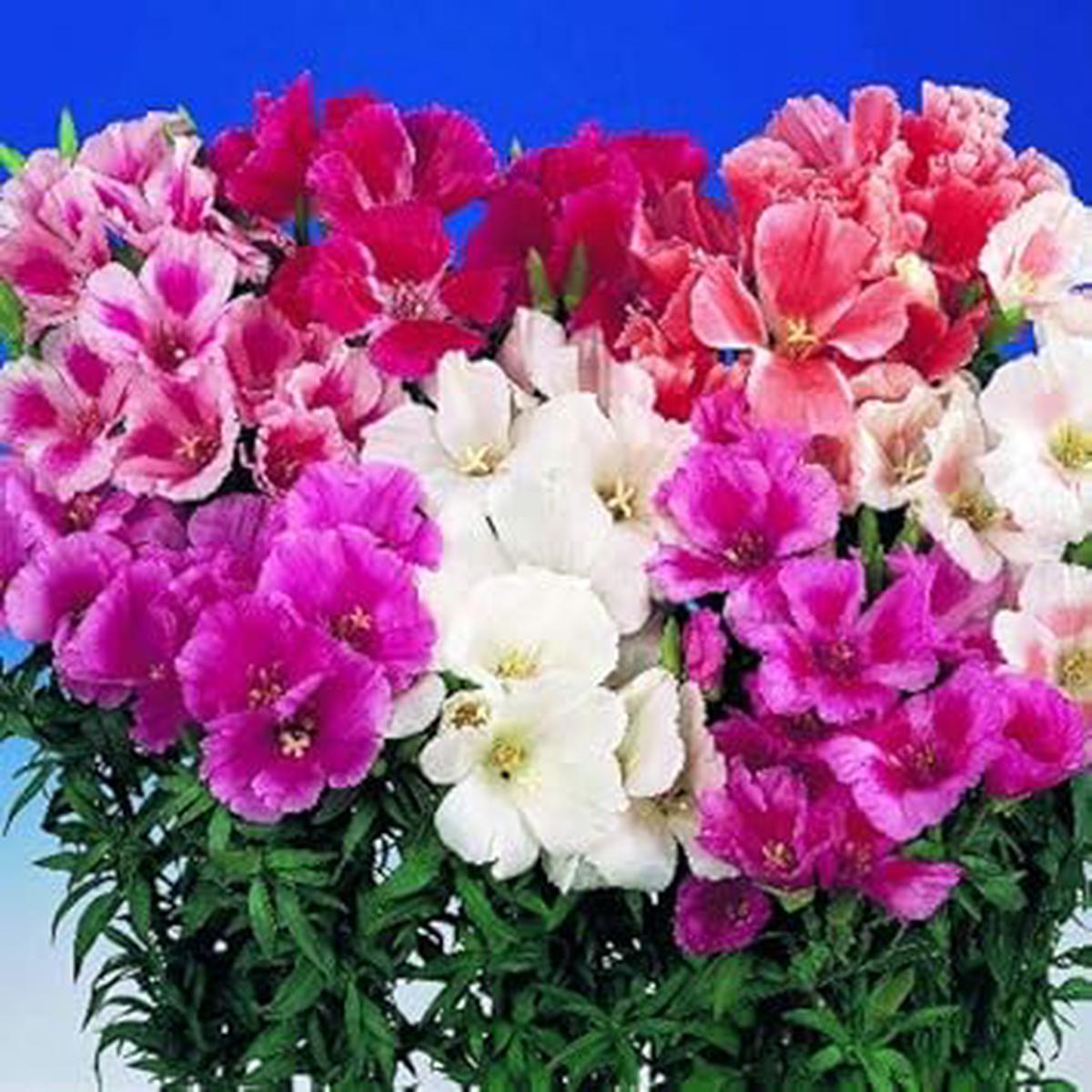 Godetia Flower seeds for Planting Hardy Variety Heirloom & GMO Free Seeds for Home Garden