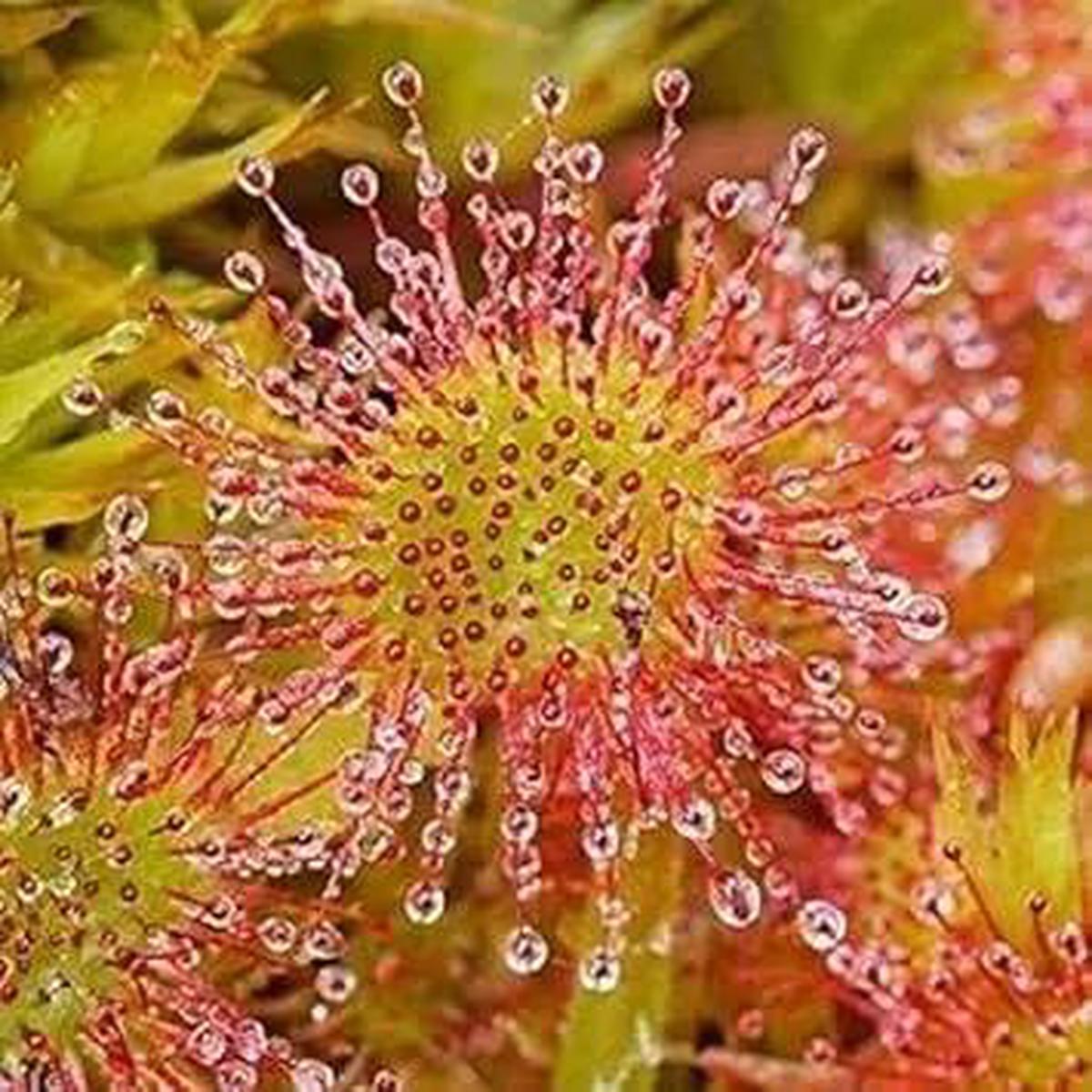 Green Hardy Sundew Plant Seeds for Planting – NON GMO Seeds