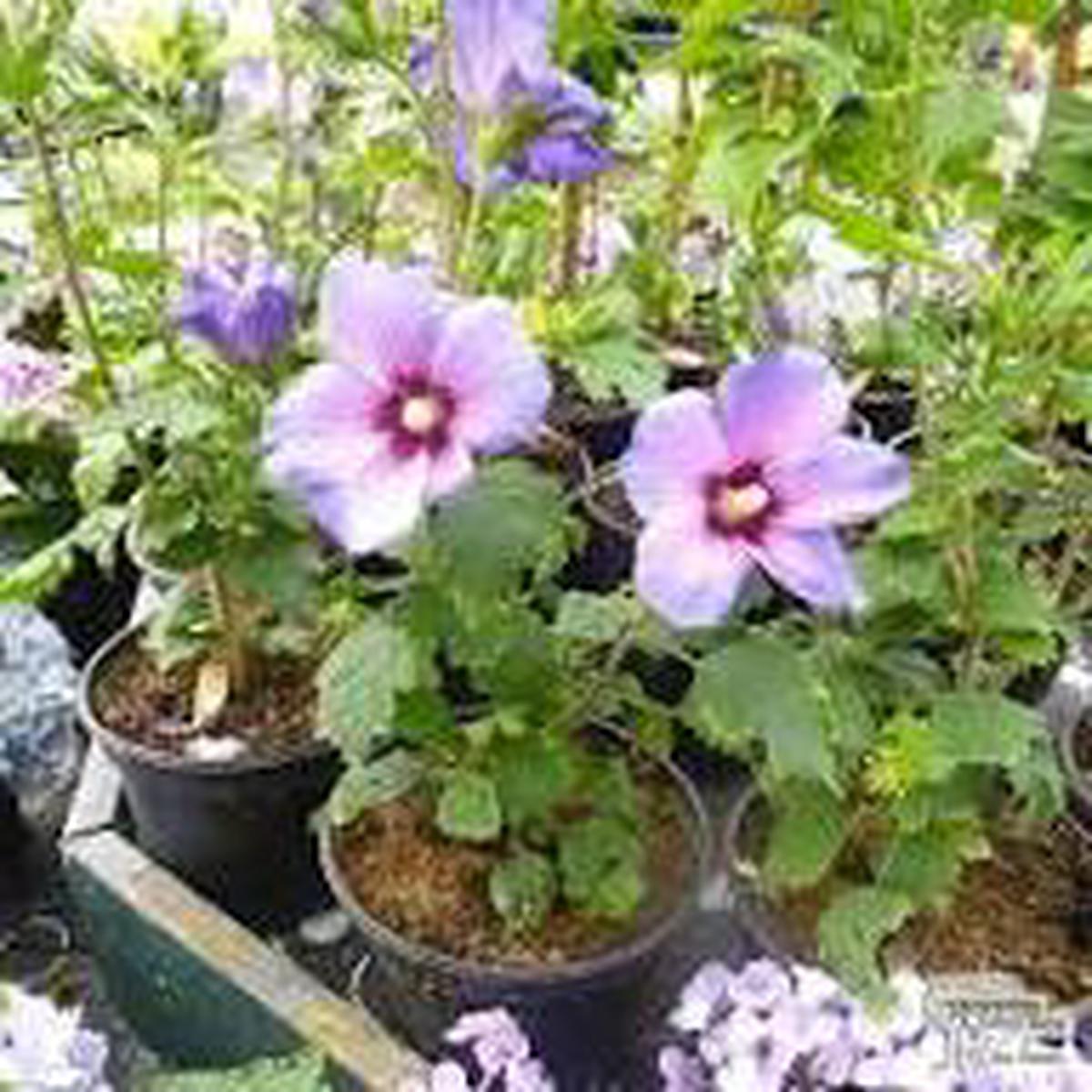 Green Purple Hibiscus Flower Seeds for Planting – Heirloom, Non-GMO, High Germination Organic Garden Seeds