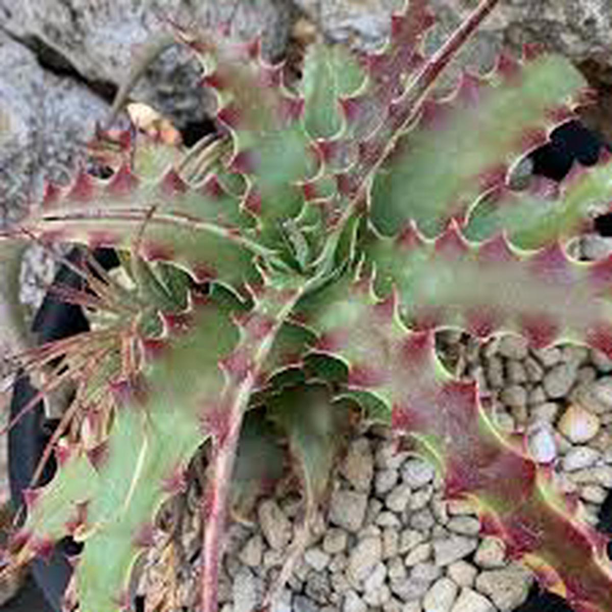 Hechtia Sp Tehuacan Flower seeds for Planting – Pollinator Friendly, Heirloom & GMO Free Seeds for Home Garden