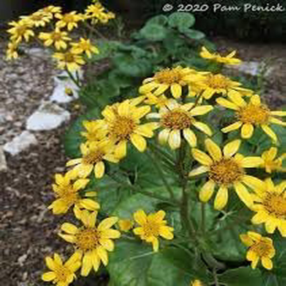 Heirloom Black Eyed Susan Flower Seeds for Planting – NON GMO Seeds
