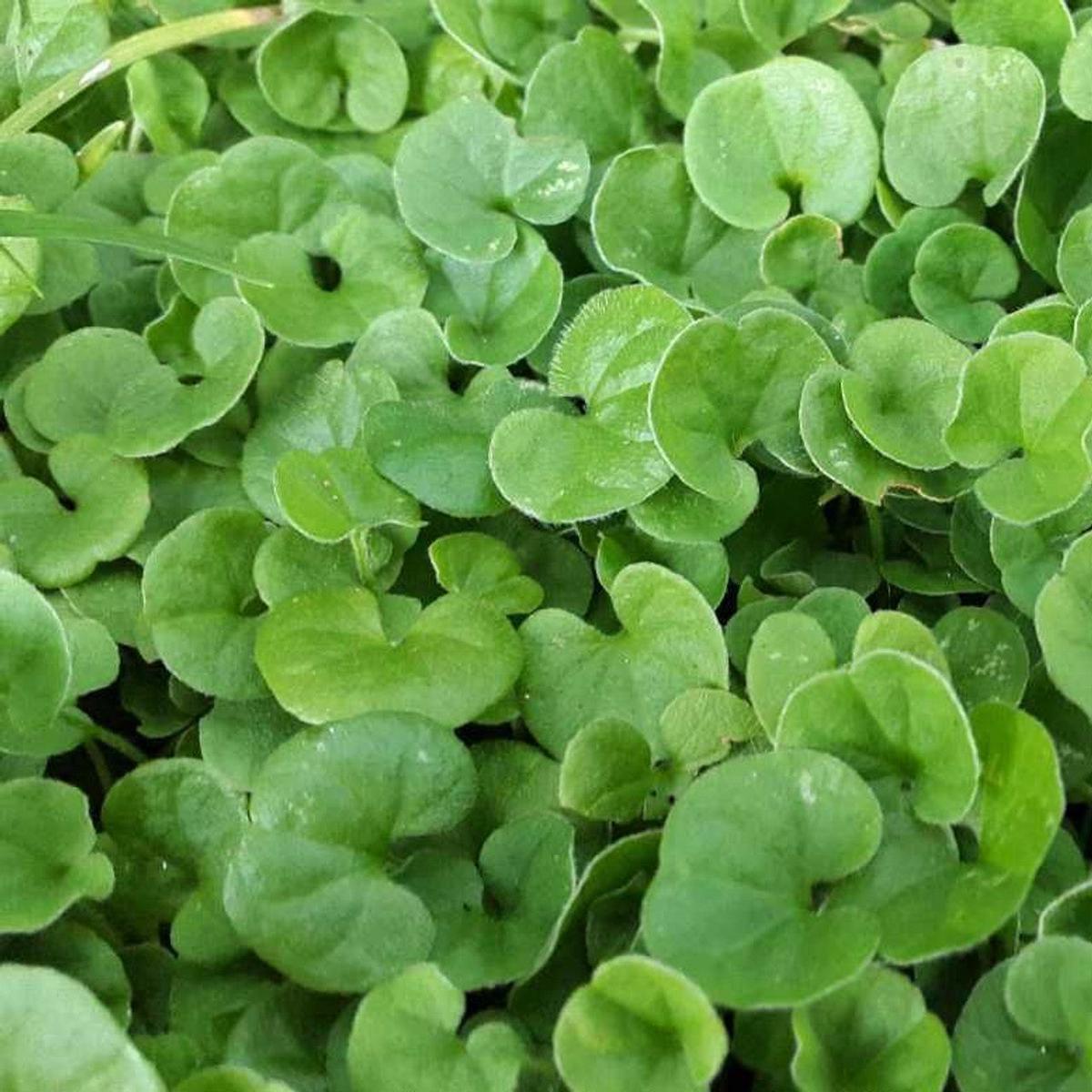 Heirloom Dichondra Flower Seeds for Planting  Vibrant Colors, Non-GMO, High Germination Organic Garden Seeds
