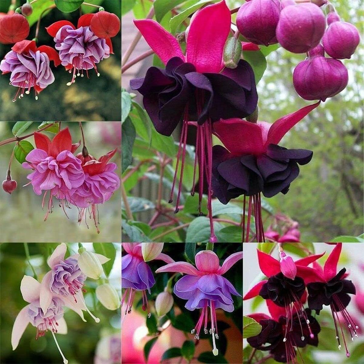 Heirloom Fuchsia Flower Seeds for Planting  Non-GMO, High Germination Organic Trailing Garden Seeds