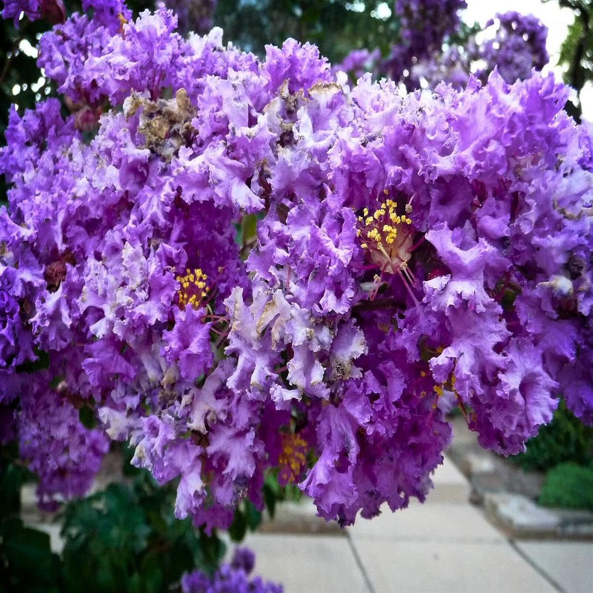 Heirloom Myrtle Flower Seeds for Garden Planting, Non-GMO, Fragrant Evergreen Blooms