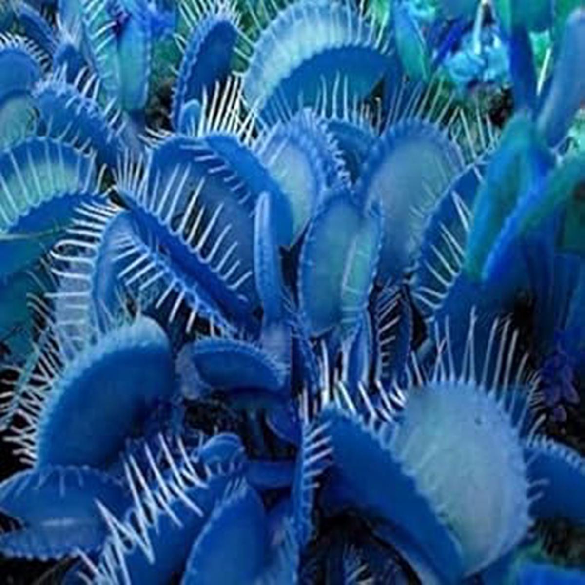 Heirloom Non-GMO Blue Venus Fly Trap Flower Seeds for Planting  Rare Carnivorous Plant Seeds