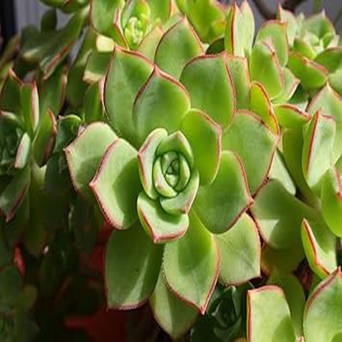 Heirloom Non-GMO Green Purple Succulent Flower Seeds for Planting  High Germination Organic Garden Seeds