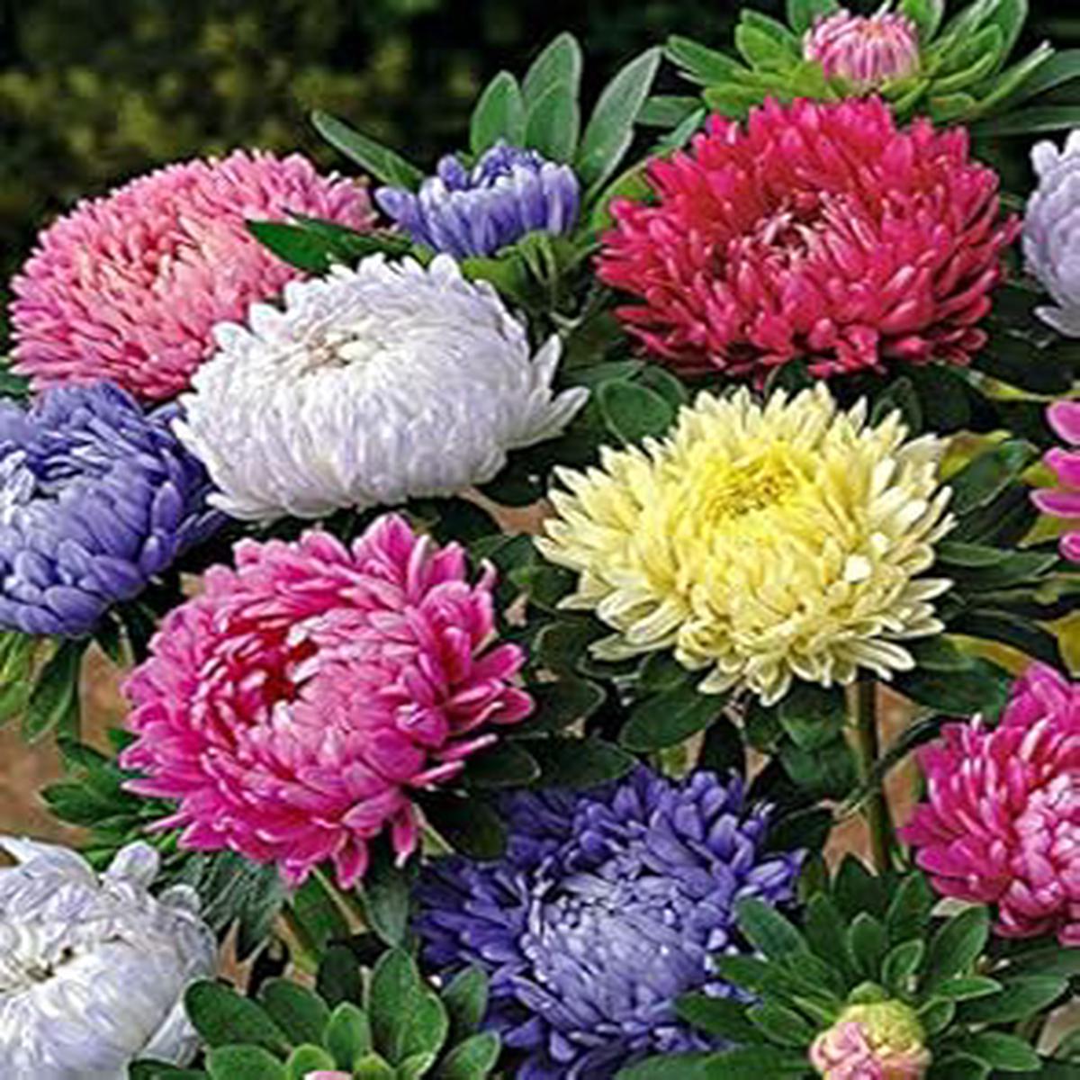Heirloom Non-GMO Mixed Chinese Aster Flower Seeds for Planting  High Germination, Vibrant Garden Blooms