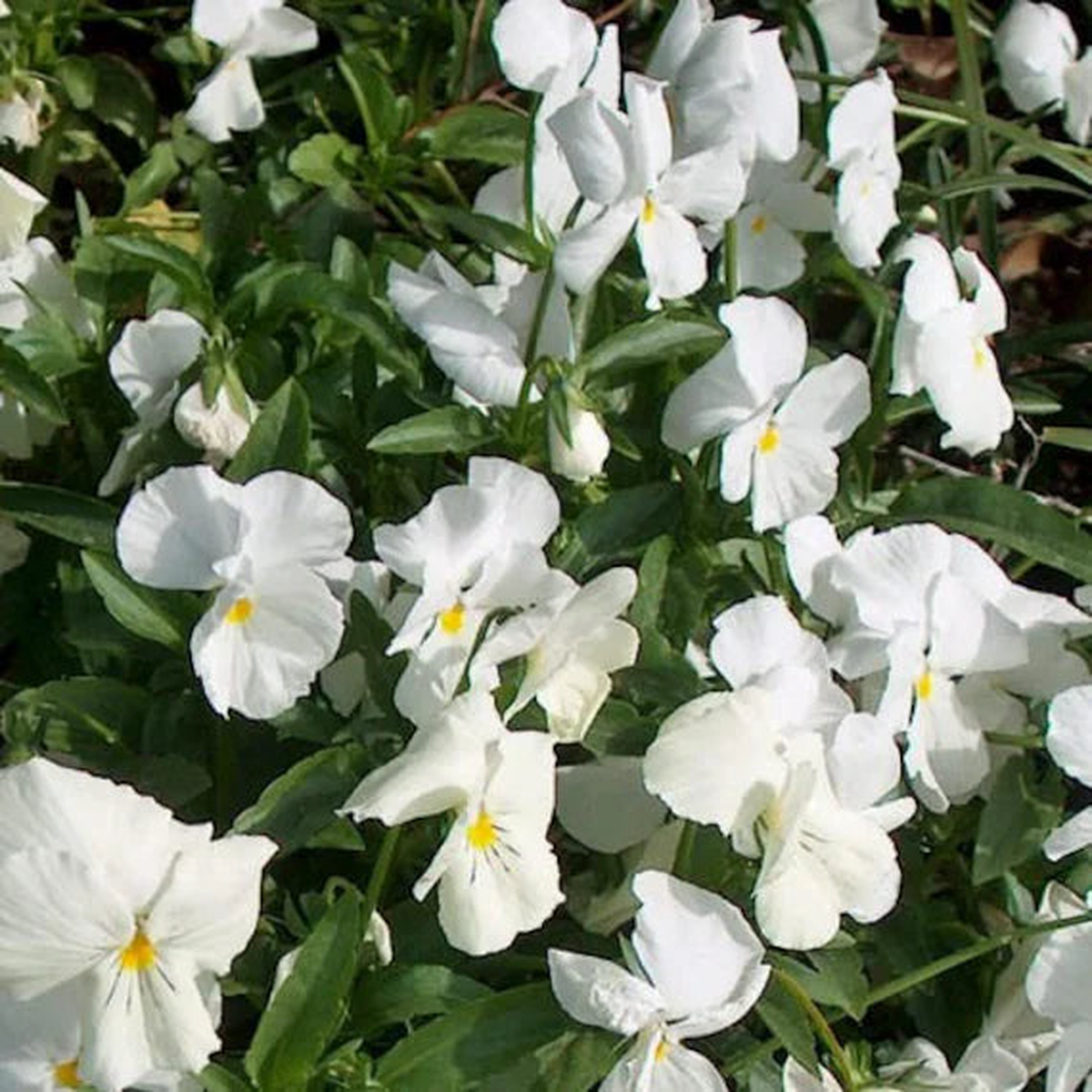 Heirloom Non-GMO Pansy Flower Seeds for Planting Colorful Cool-Season Blooms, High Germination Organic Seeds