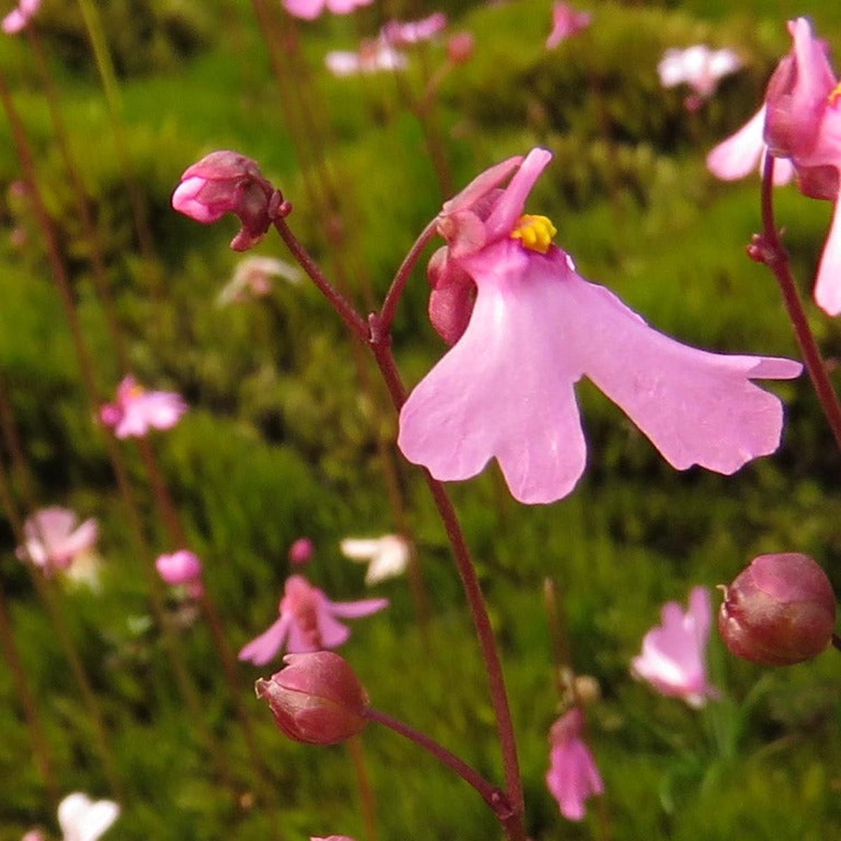 Heirloom Non-GMO Pink Utricularia Flower Seeds for Unique Garden Displays and Bog Planting  High Germination Organic Seeds for Planting