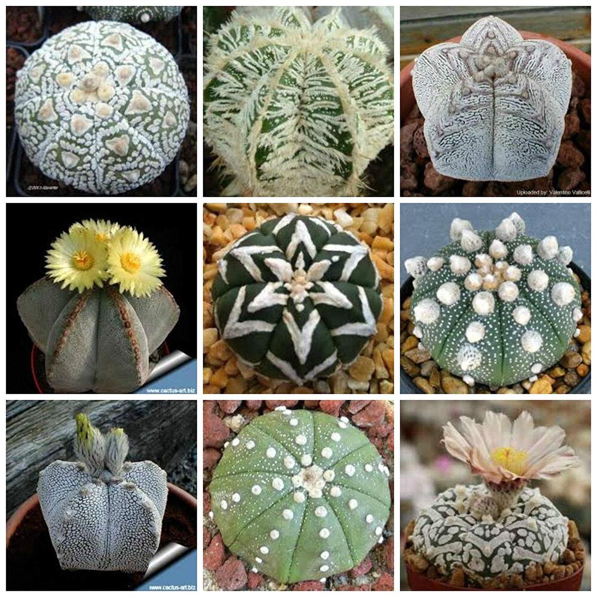 Heirloom Non-GMO Succulent Bonsai Plant Seeds for Planting  High Germination Organic Garden Seeds