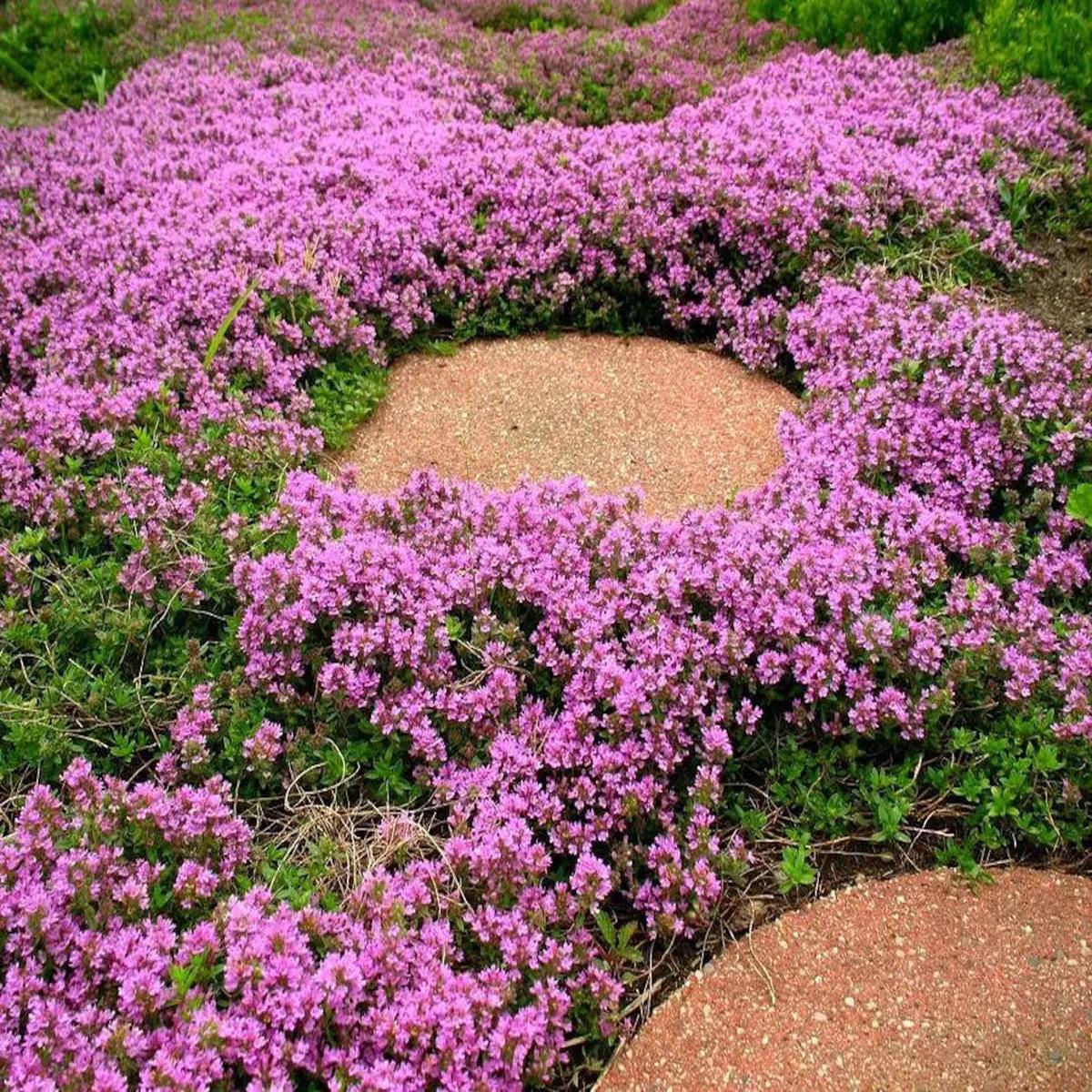 Heirloom Non-GMO Thymus Serpyllum Flower Seeds for Planting  Creeping Thyme Ground Cover