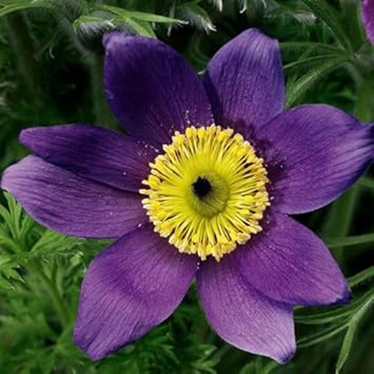 Heirloom Non-GMO Violet Anemone Pulsatilla Flower Seeds for Garden Planting High Germination Organic Garden Seeds