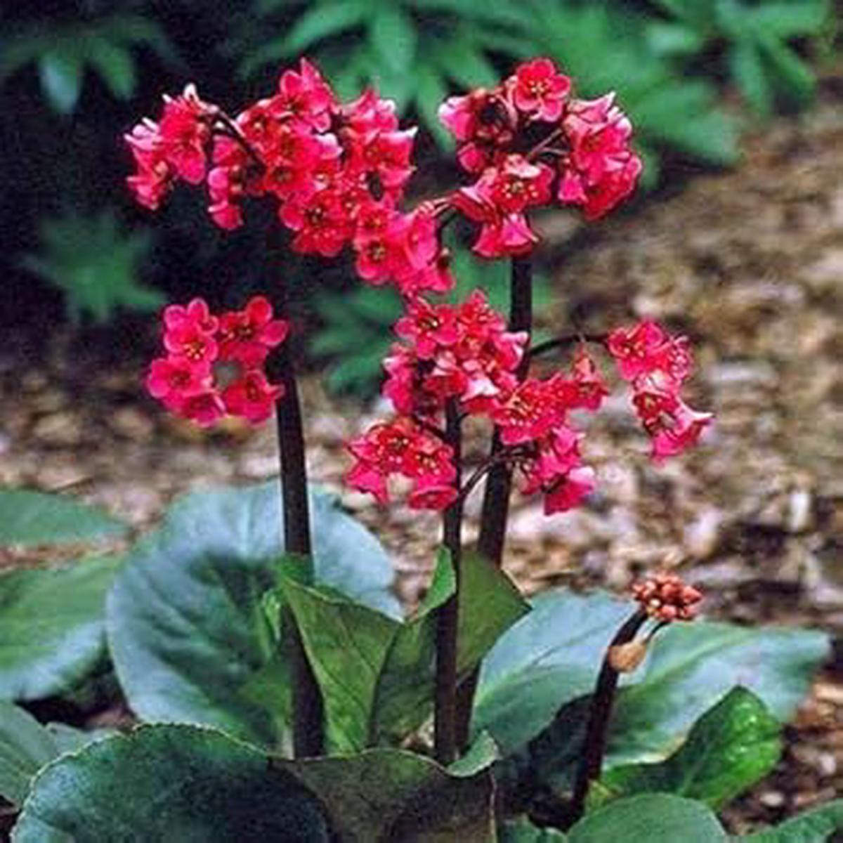 Heirloom Red Bergenia Cordifolia Flower Seeds, Non-GMO Perennial Bloom Seeds for Garden Planting