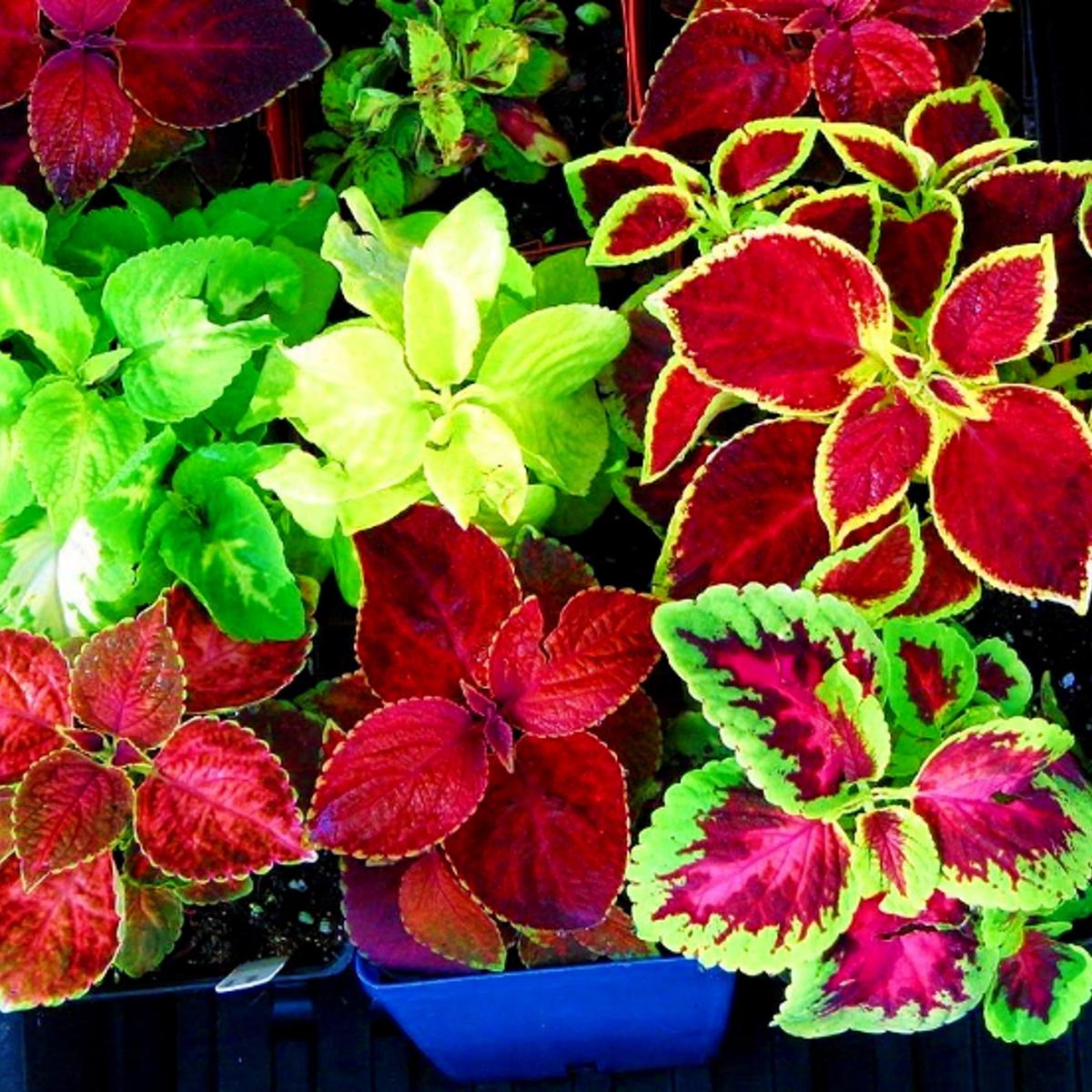 Hellgelb Rainbow Mix Coleus – Seeds for Colorful, Variegated Garden Foliage
