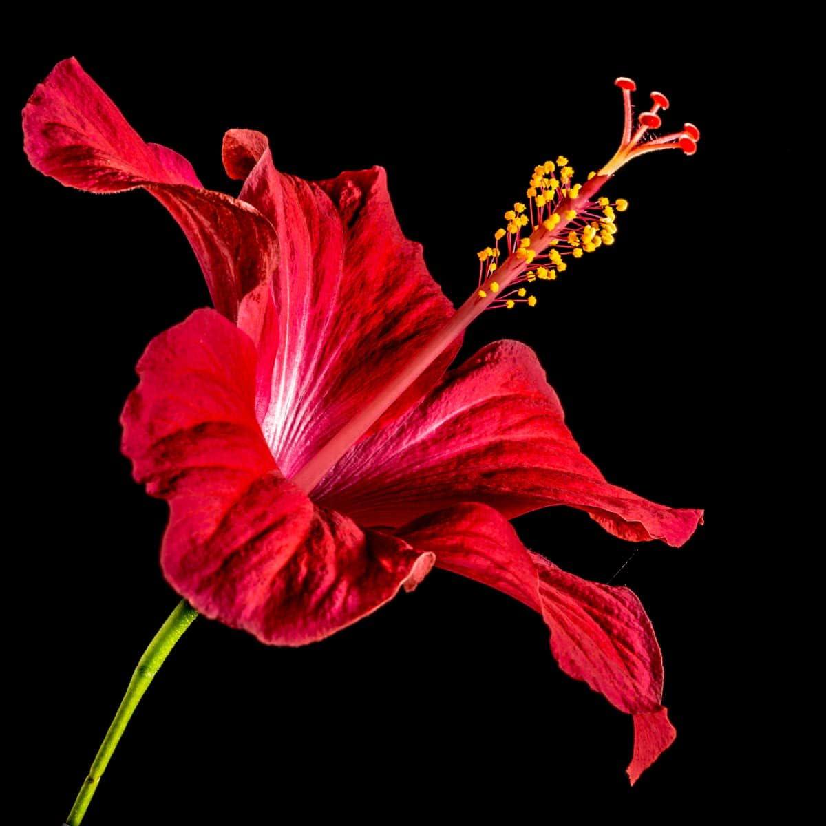 Hibiscus Flower seeds for Planting – Sun Loving, Heirloom & GMO Free Seeds for Home Garden