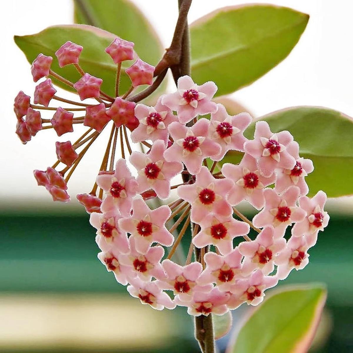 Hoya Flower seeds for Planting – Hardy Variety, Heirloom & GMO Free Seeds for Home Garden