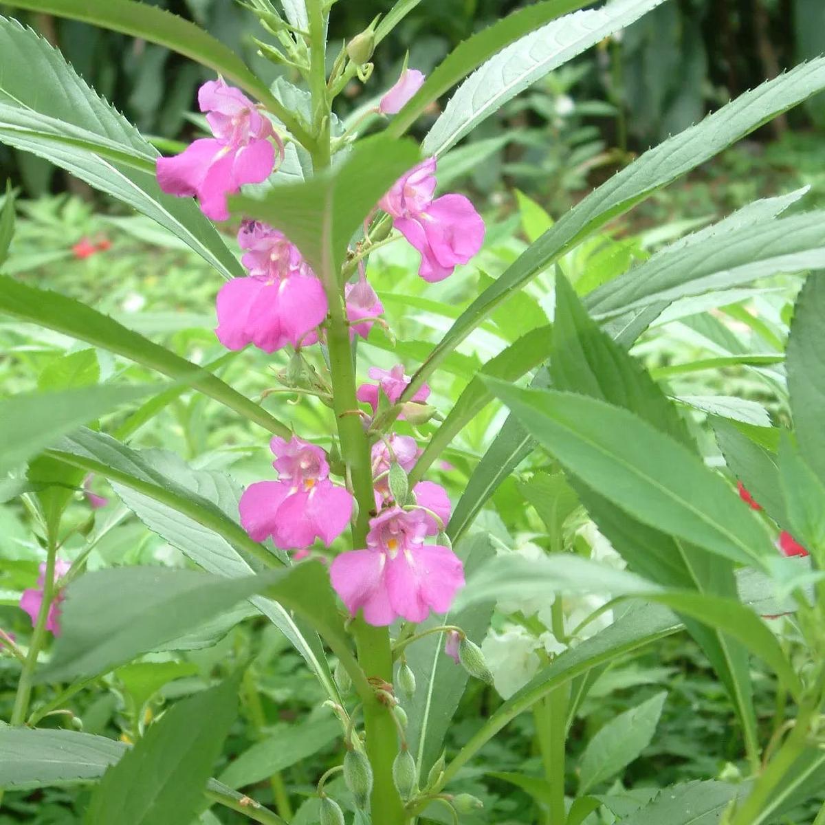 Impatiens Balsamine Violet Seeds  Organic, Heirloom, Non-GMO Seeds for Planting