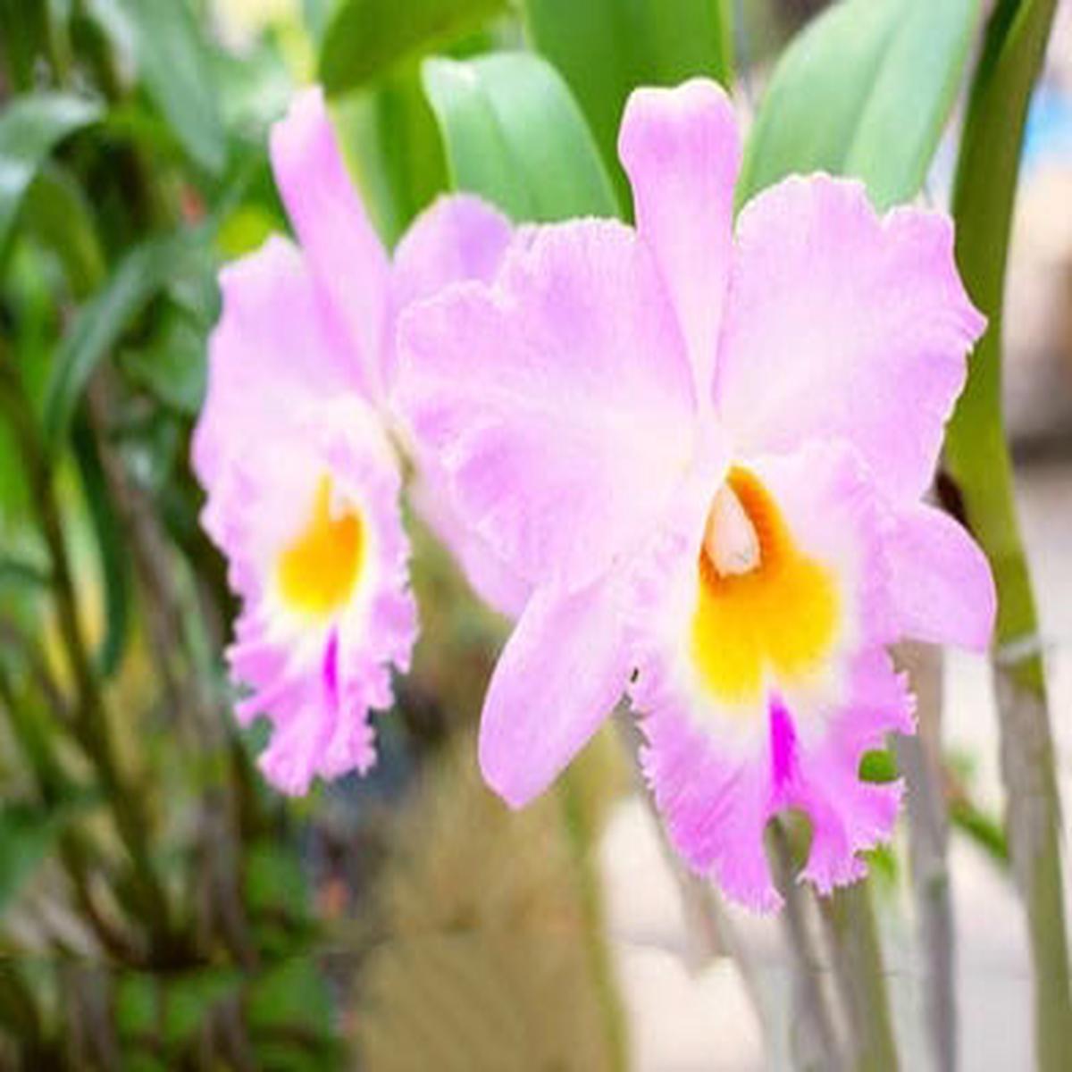 Light Pink Cattleya Flower Seeds for Planting Heirloom Non-GMO High Germination Organic Garden Seeds