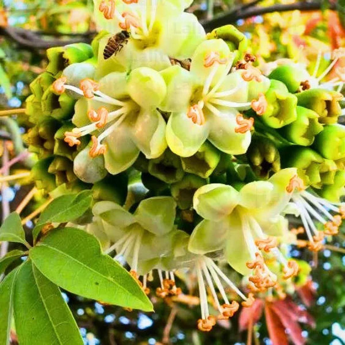 Light Yellow Ceiba Pentandra Flower Seeds for Planting – NON GMO Seeds