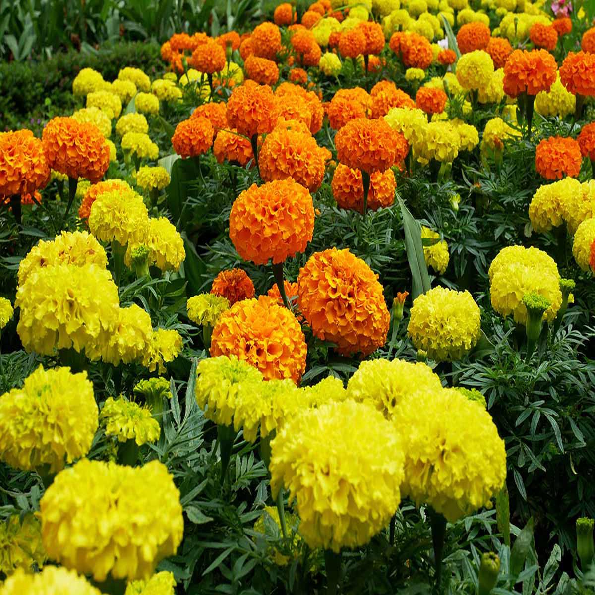 Marigold Seeds for Planting Heirloom, Non-GMO, Easy to Grow, Garden Brightness