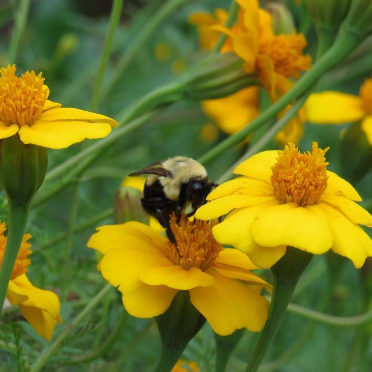 Marigold Seeds – Nematicidal