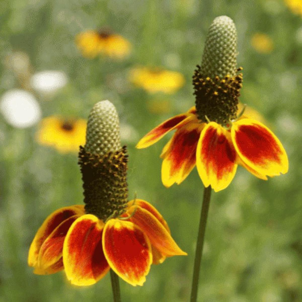 Mexican Hat WildFlower Seeds for Planting Heirloom, Non-GMO, High Germination Organic Garden Seeds