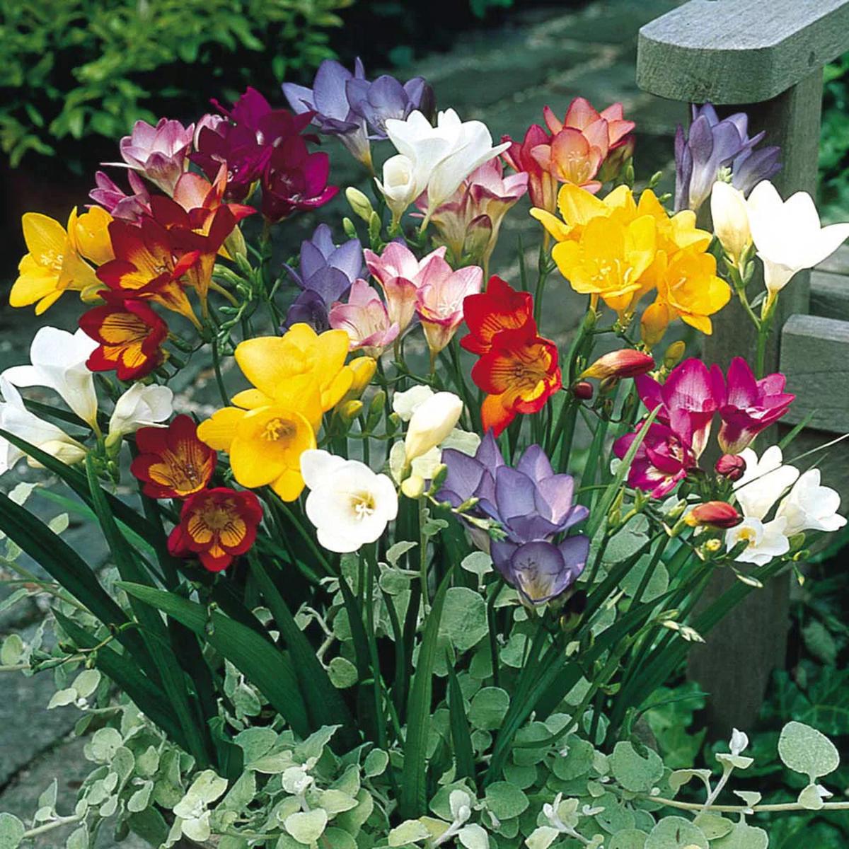 Mixed Freesias Flower seeds for Planting – Garden Favorite, Heirloom & GMO Free Seeds for Home Garden