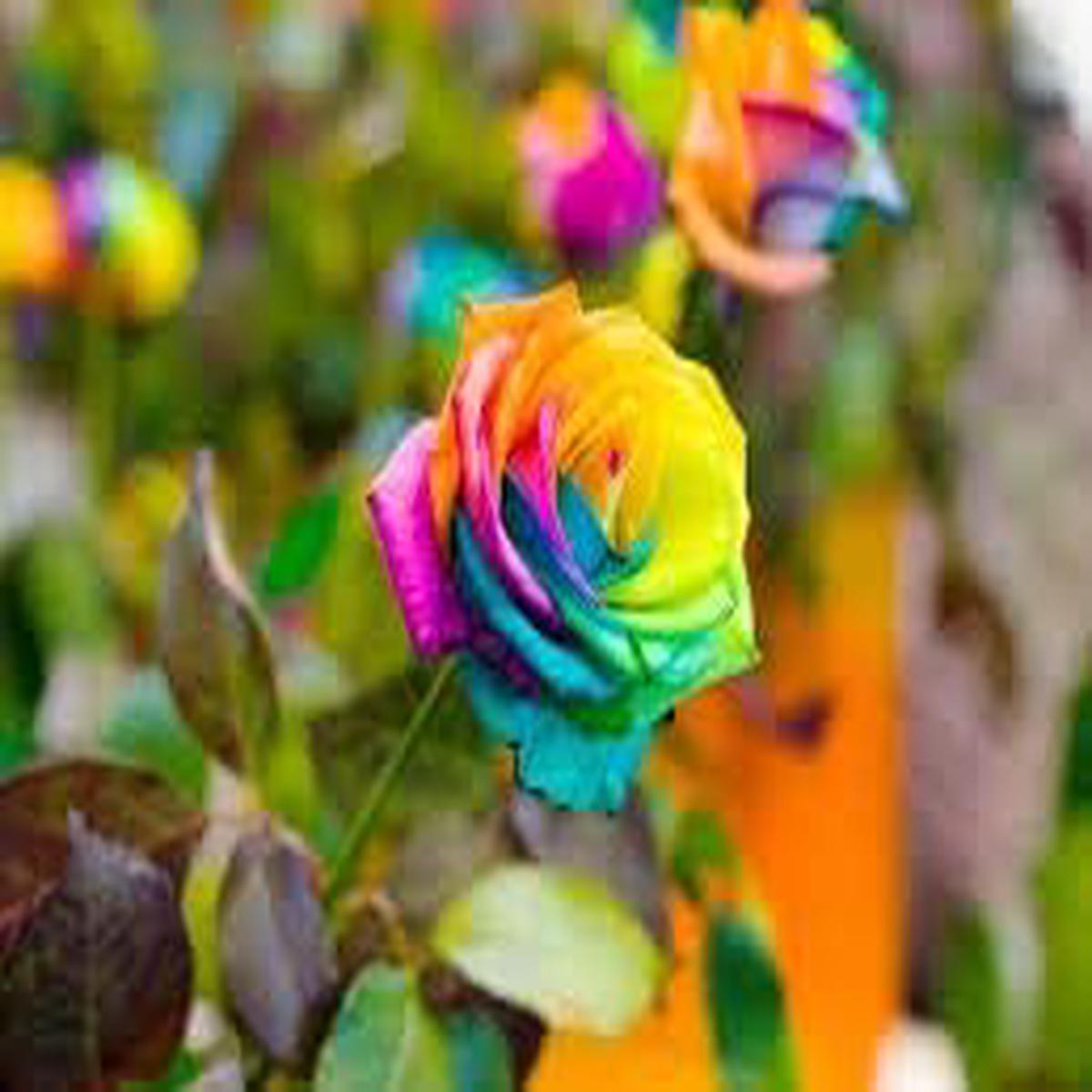 Mixed Holland Rose Seeds for Planting Heirloom, Non-GMO, High Germination Organic Garden Seeds