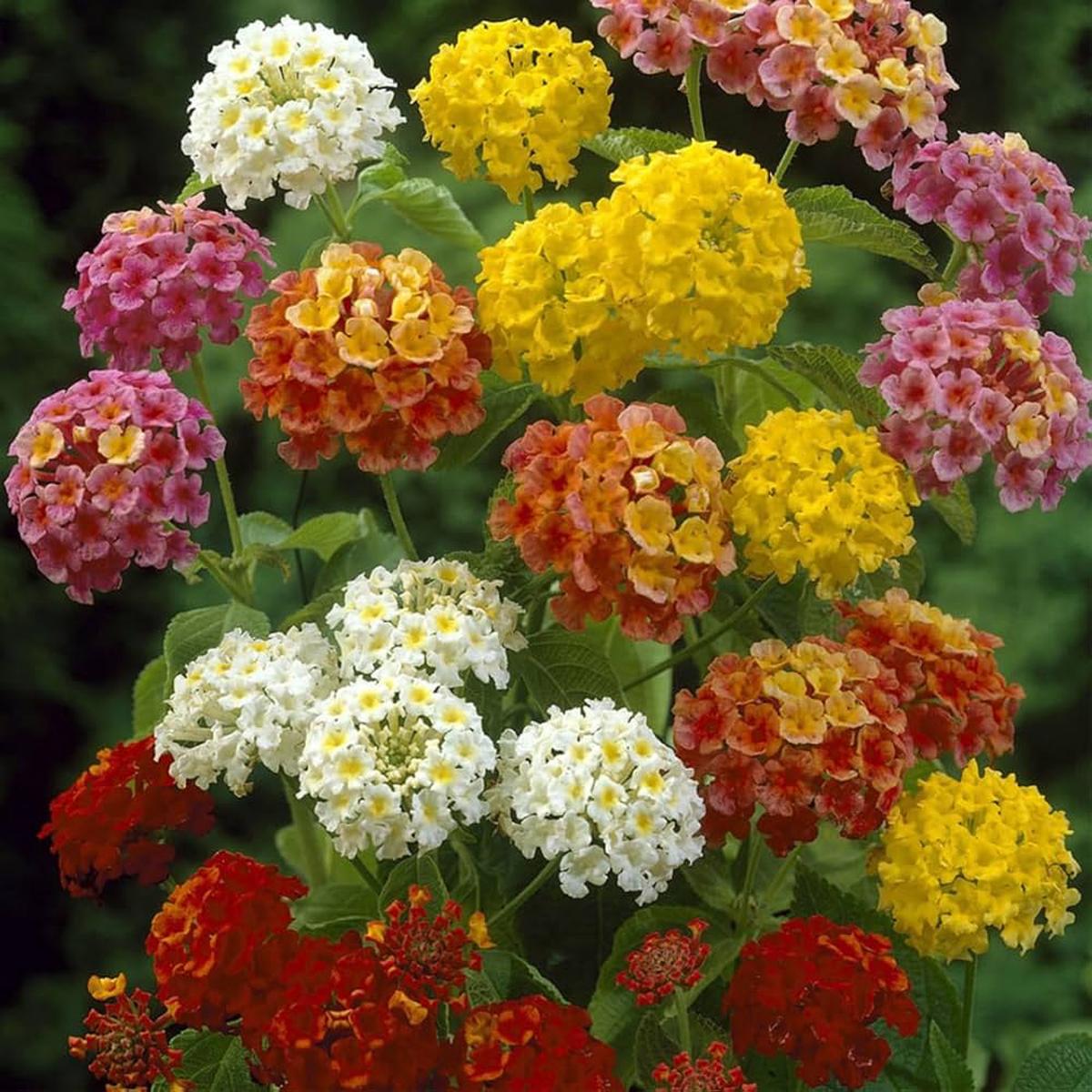 Mixed Lantana Flower Seeds for Planting Heirloom, Non-GMO, High Germination Garden Seeds