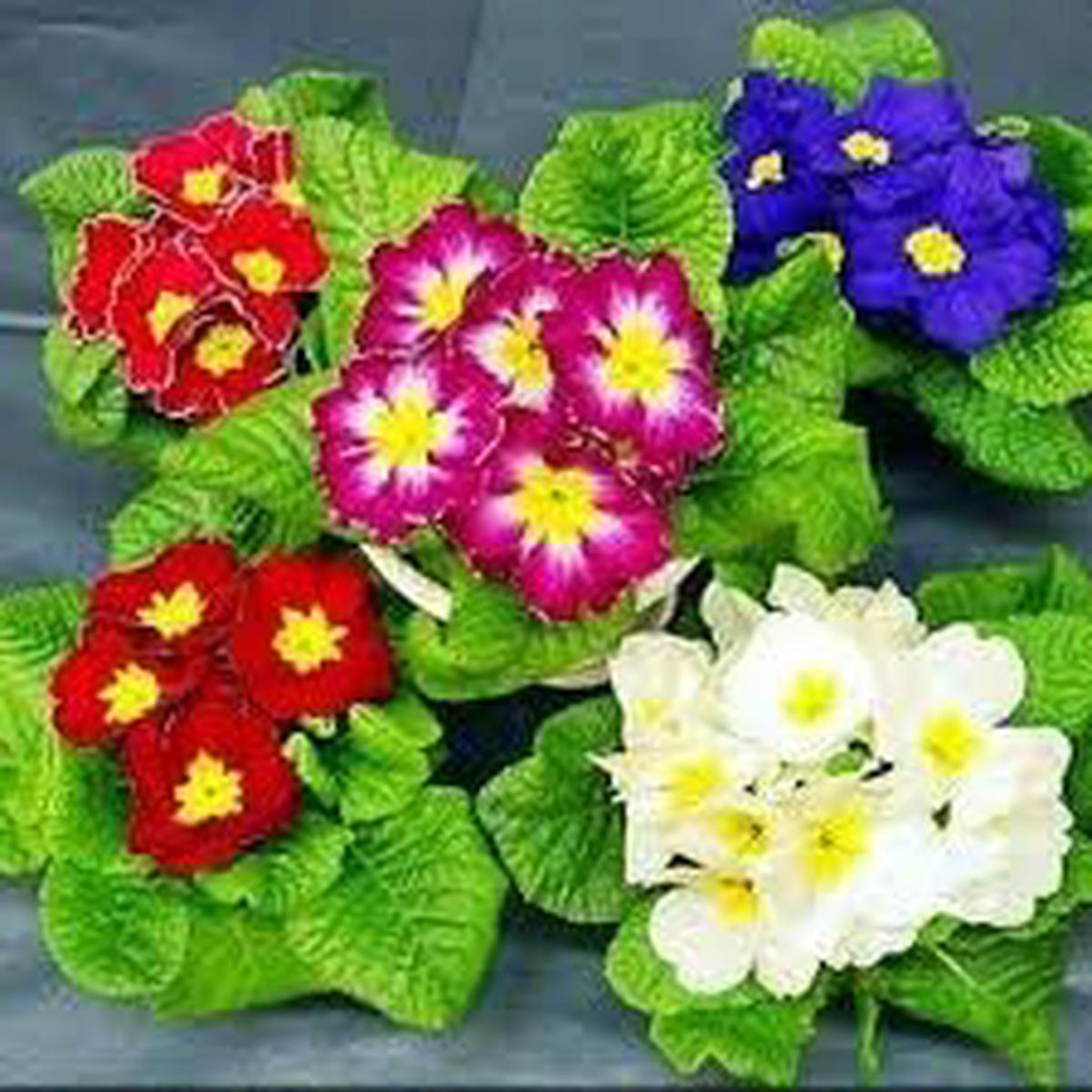 Mixed Primula Autumn Flower Seeds for Planting Heirloom, Non-GMO, Organic Garden Seeds with High Germination