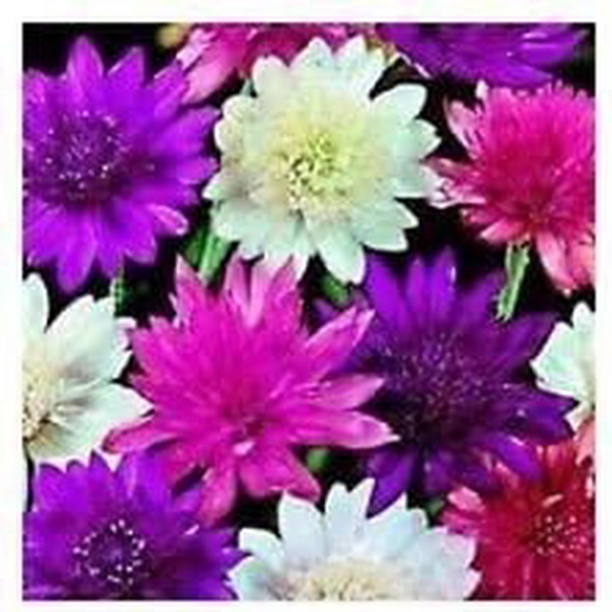 Mixed Xeranthemum Seeds for Planting  Organic Heirloom Non-GMO Everlasting Flower Seeds