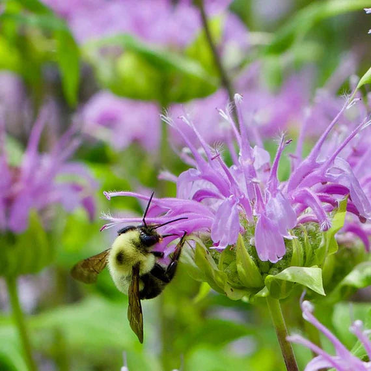 Monarda Purple Flower Seeds  Organic, Heirloom, Non-GMO Seeds for Planting Vibrant Garden Blooms