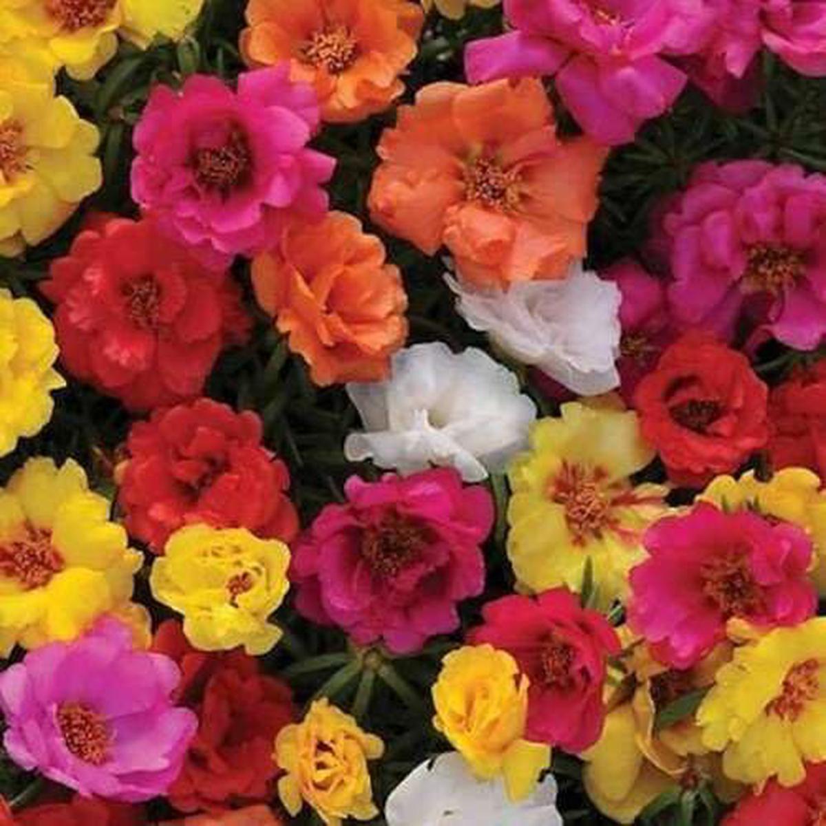 Moss Rose Flower – Heirloom, Non – Gmo Seeds