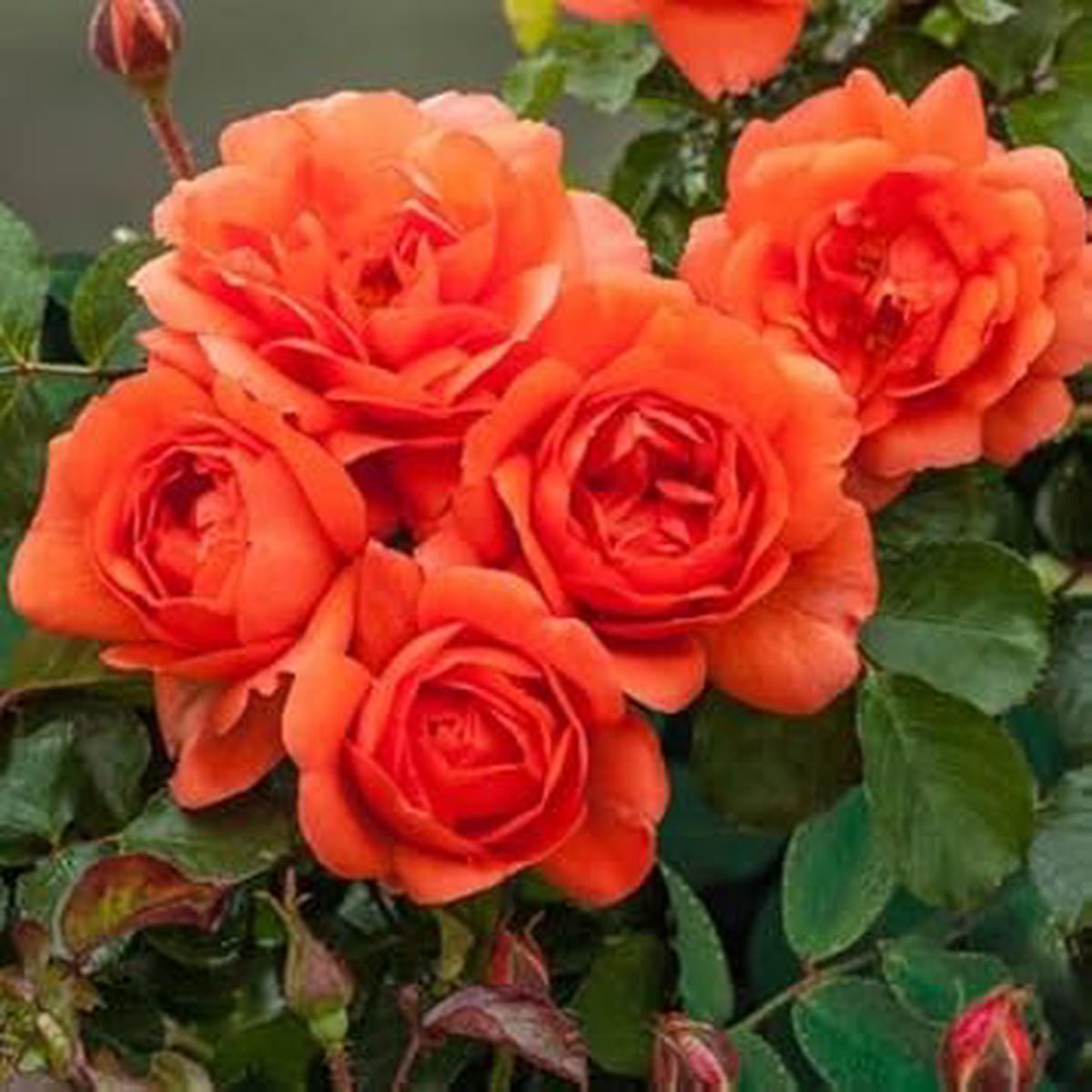 Organic Deep Orange Climbing Rose Flower Seeds for Planting Heirloom Non-GMO Garden Seeds with High Germination
