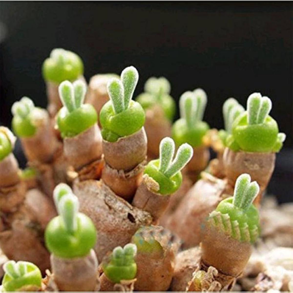 Organic Green Stone Flower Seeds for Planting  Heirloom, Non-GMO