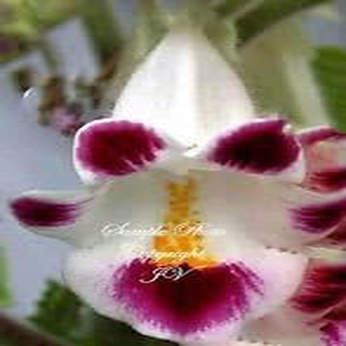 Organic Heirloom Pink Martynia Plant Seeds for Planting Non-GMO, High Germination Exotic Organic Garden Seeds