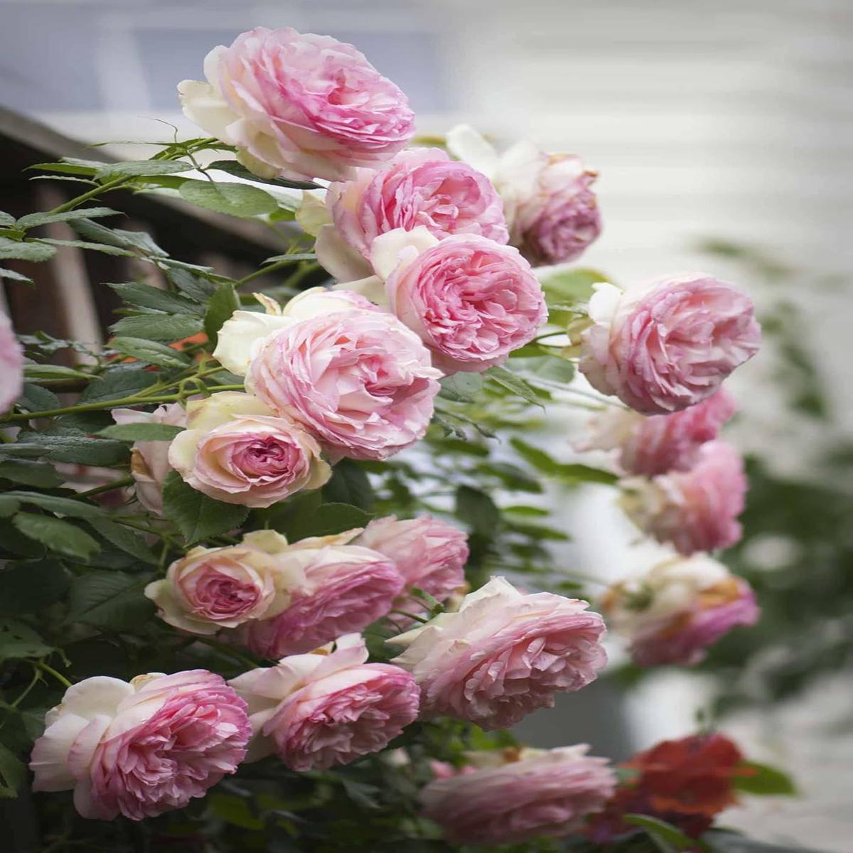 Pale Pink Climbing Rose Flower seeds for Planting – Bright Blooms, Heirloom & GMO Free Seeds for Home Garden