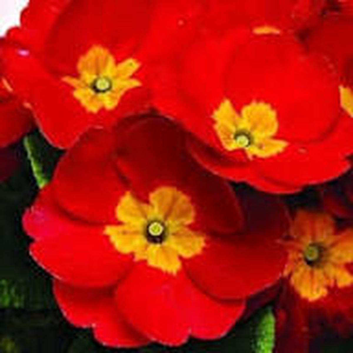 Primula Malacoides Red Flower Seeds for Planting Heirloom, Non-GMO, High Germination