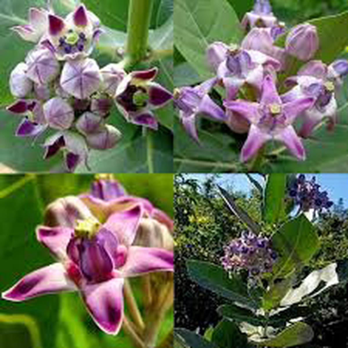 Purple Calotropis Gigantea Flower Seeds for Planting | Heirloom Non-GMO High Germination Organic Garden Seeds