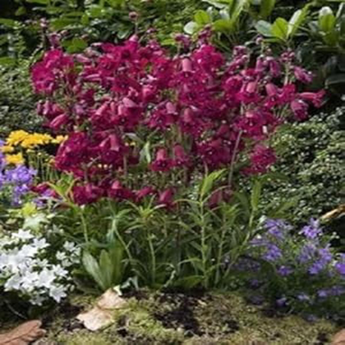 Purple Mexicali Sunburst Penstemon Flower Seeds for Planting  Heirloom Non-GMO Organic Garden Seeds