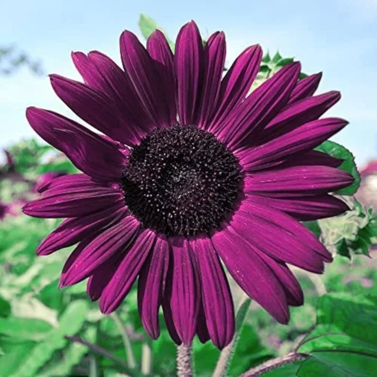 Purple Sunflower Flower Seeds for Planting  Heirloom, Non-GMO Sun-Loving Organic Garden Seeds
