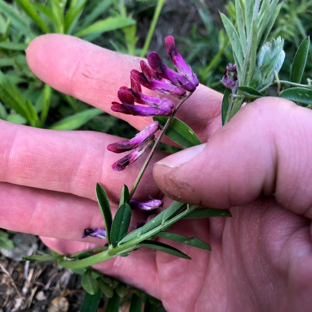 Purple Vetch Flower Seeds for Planting, Fresh, 100 pcs