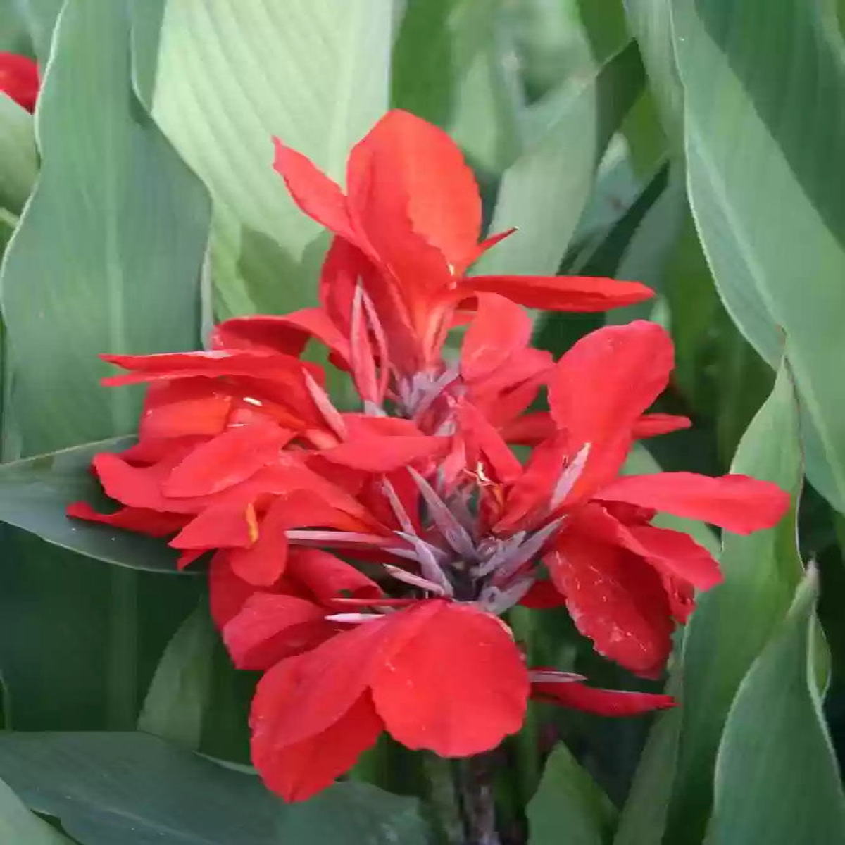 Pyrostegia Venusta Calathea Flower Seeds for Planting  Heirloom, Non-GMO, High Germination Garden Seeds