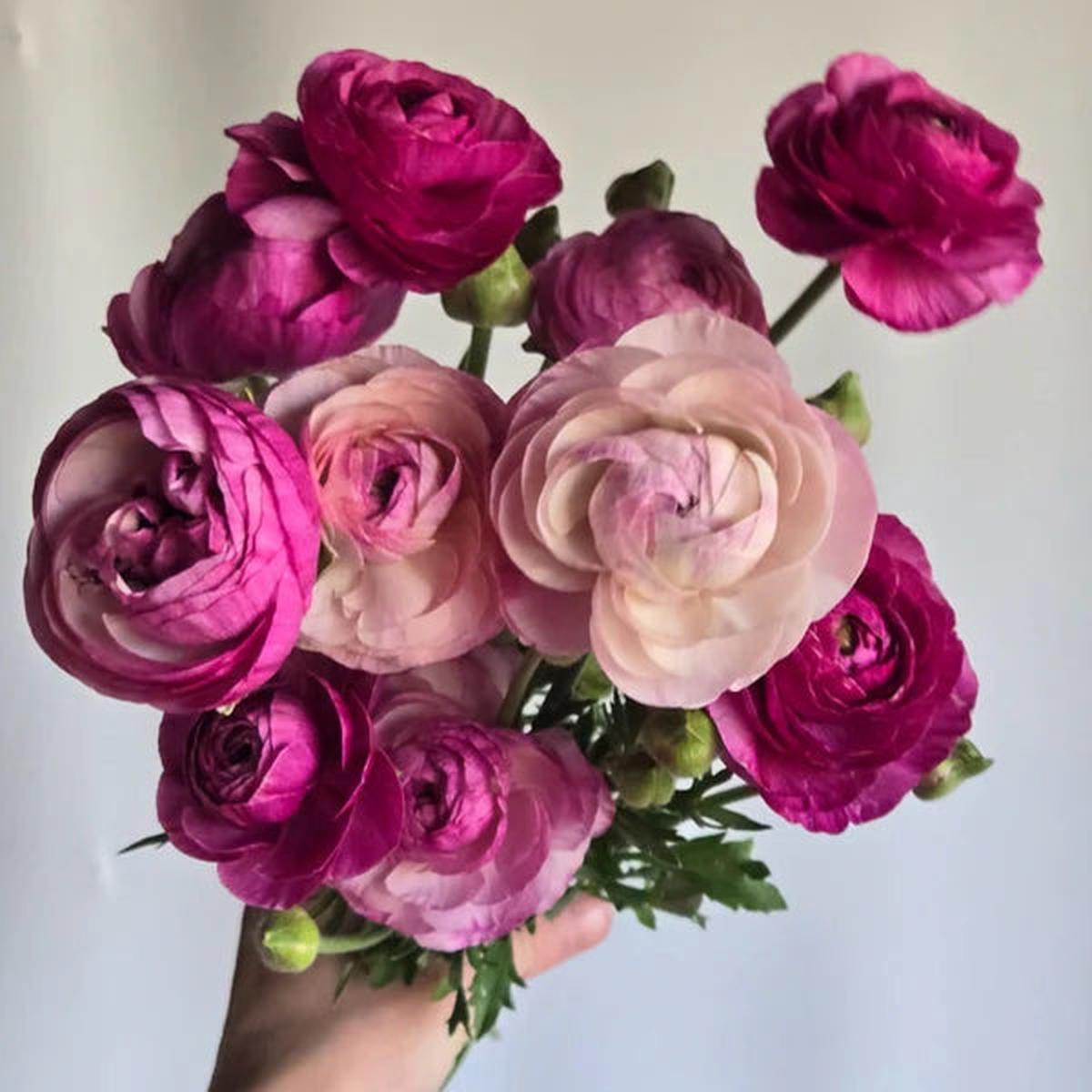 Ranunculus Highline Purple Jean Flower Seeds for Planting – Heirloom and Non-GMO garden seeds