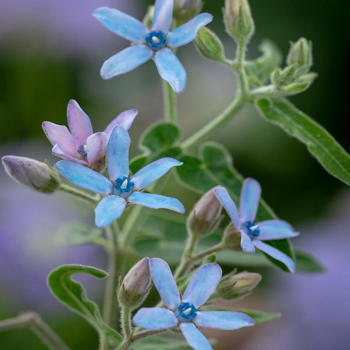 Rare Tweedia Flower Seeds for Planting – 100 pcs
