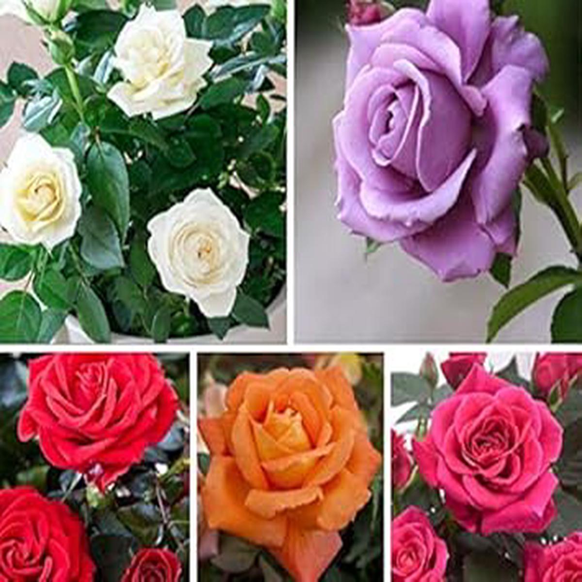 Rose Flower Seeds Mixed Colors for Planting Heirloom Non-GMO High Germination Organic Garden Seeds