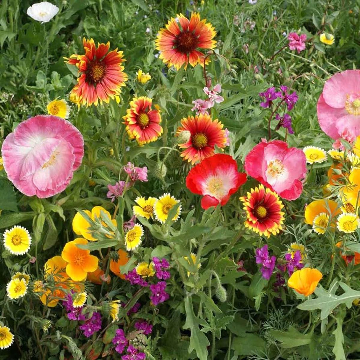 Southwest Wildflower Mixture Various species Seeds for Planting in Wildflower Garden