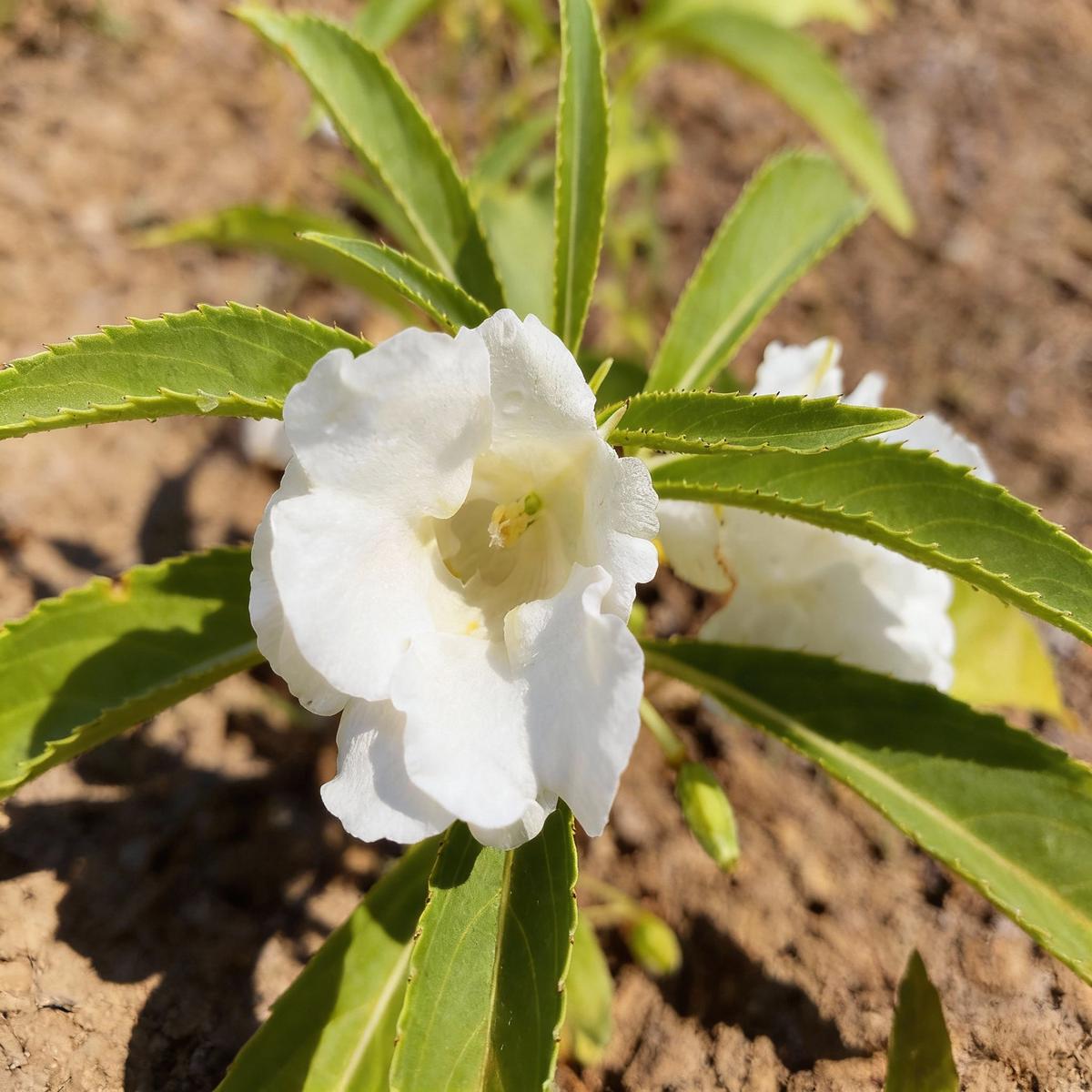 White Balsamina Flower Seeds – Your Guide to Easy Planting and Growing