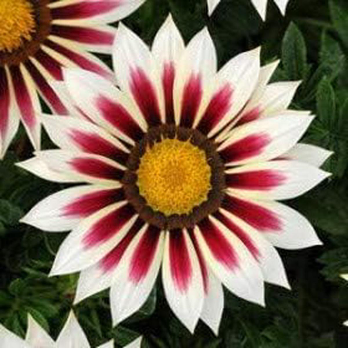 White & Red Gazania Heirloom Non-GMO Seeds for Planting Organic Garden Seeds, High Germination