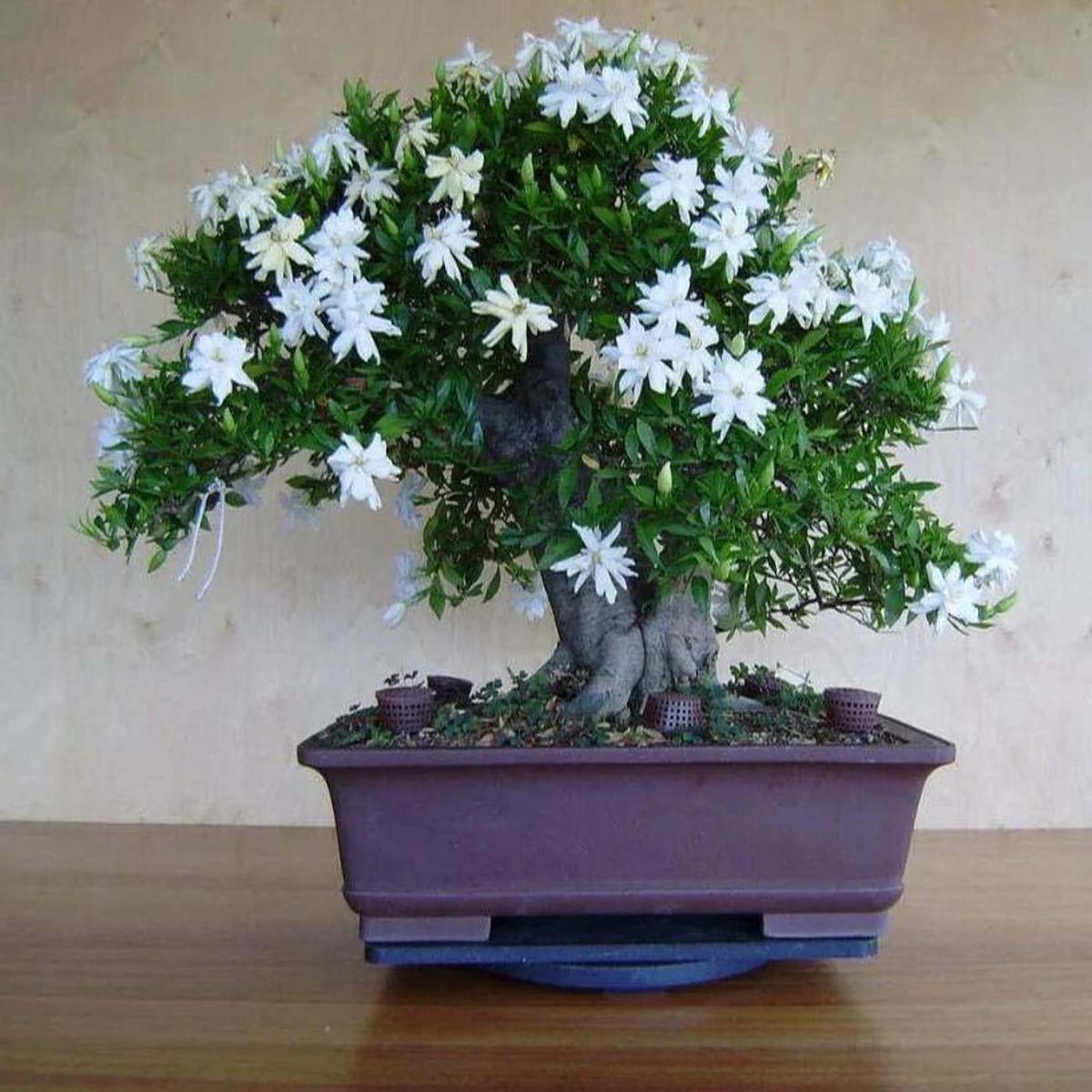 White Simsii Bonsai Flower Seeds for Planting  Drought Tolerant, Heirloom & Non-GMO for Home Garden